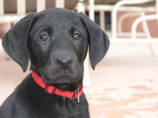 TLC House & Pet Sitting Service