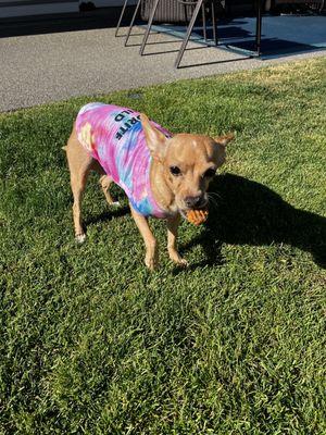 Ellensburg Animal Hospital