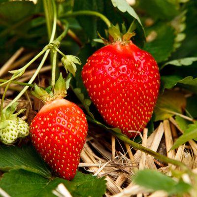 Strawberry at peak perfection