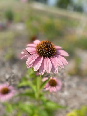 Classen Steubing Ranch Park