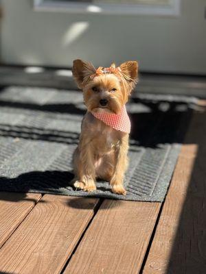 Kloud-9 Pet Grooming