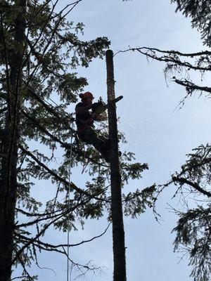 Chase The Canopy Tree Service