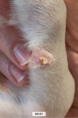 Surfside Pet Hospital