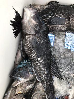 The haul all legal keepers