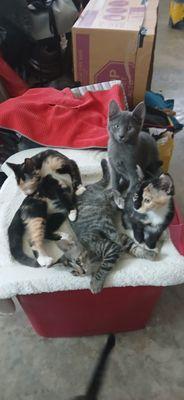 Rescue 4 mnth. old kittens. need a forever home.