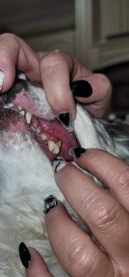 Viewmont Animal Hospital