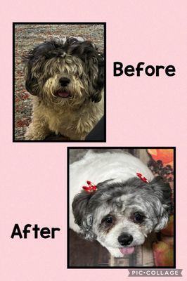 Harley's Sweet Spa Pups