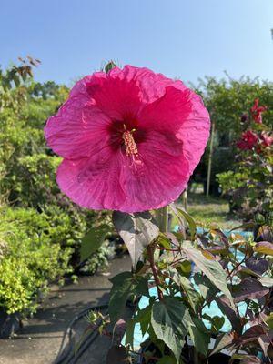 Terra Bella Garden Center