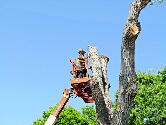 Torres Tree Services