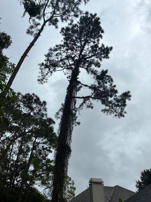 Huggins Tree Service