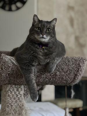 Village Veterinary Hospital