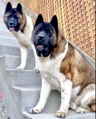 Royalty Akitas