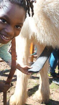 Summit's Valley Shires And Sport Horses