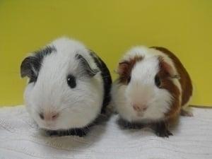 Cavy Care