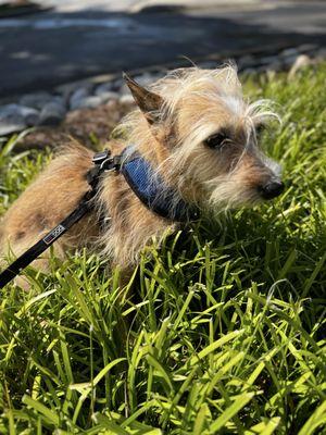 Happy Trails Dog Walking