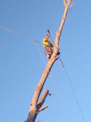 RC Tree Service