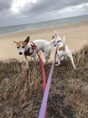 Pups enjoying the beach