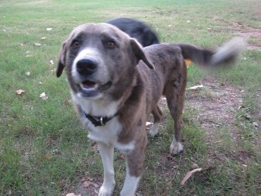 Rolling Meadows Pet Crematory