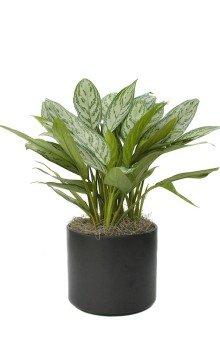 Emerald Isle Tropical Plants