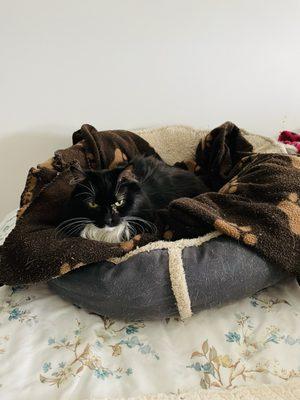 Knoll Animal Hospital