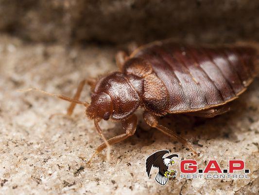 GAP Pest Control