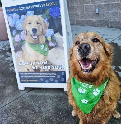 Gunner W recommends going to NGRR.org to rescue a golden retriever as cute as him (almost)