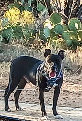 Arizona Quick Serve Process Service