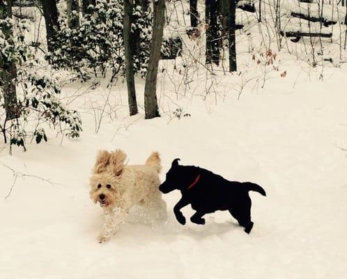 For The Love of Paws