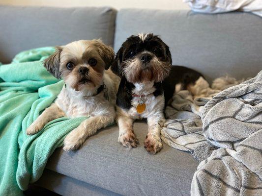 Two happy Trail Pet patients!