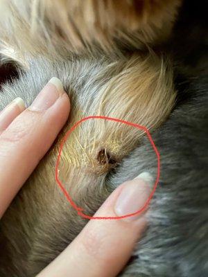 Deep "glued" cut on leg