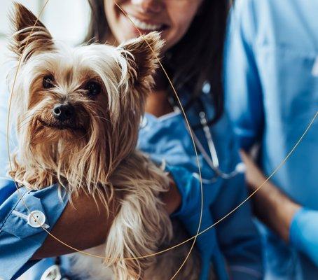 All-inclusive health care tailored to your pet, one annual membership fee.