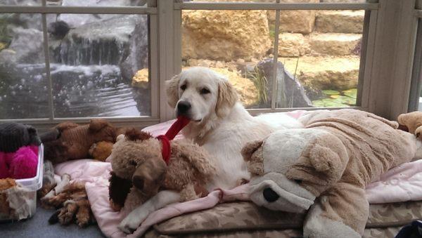 Jan's Pampered Pet Sitting