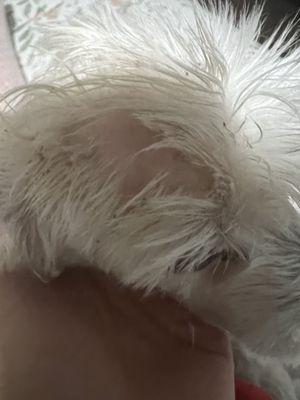 Kathy's Grooming Boutique Inc