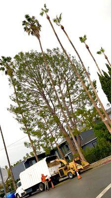 Absolute Tree Surgeons