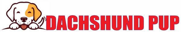 Dachshund Puppy