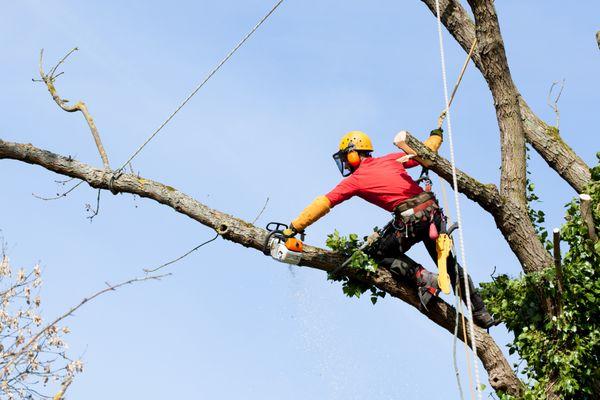 Perez G Tree Services