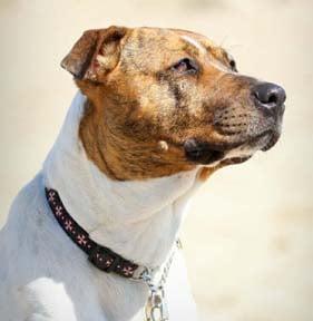 Waggin Tails Pet Sitting & Dog Walking