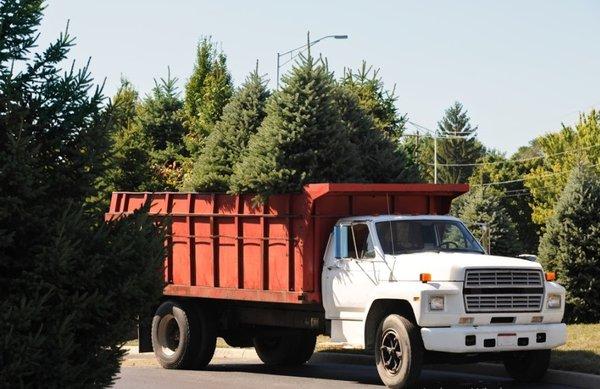 San Bernardino Tree Services