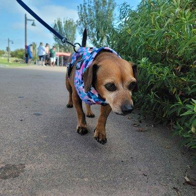 Cardiff Dog Days of Summer