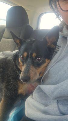 Oceana Veterinary Clinic