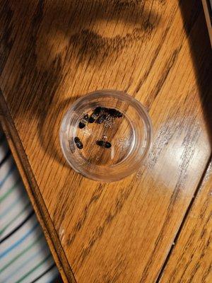 Plunkett's Pest Control