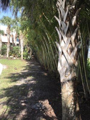 In the Son Lawn Maintenance