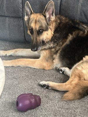 Chem-Dry of Montgomery County