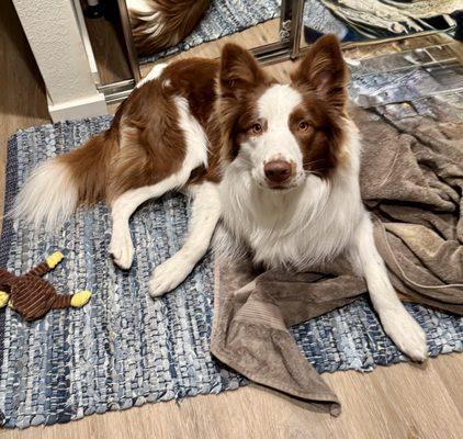 Royal Spa Mobile Pet Grooming