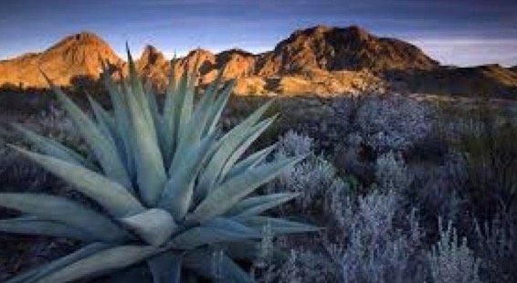 Hanna’s Nursing Services