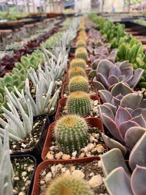 Amalia's Succulents