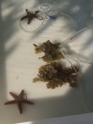 More finds in the aquarium. Everything is returned to ocean after