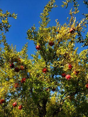 Mountain Brook Ranch