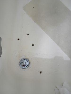 These were the sliders I found in the shower. This was after I sprayed them. They were huge!