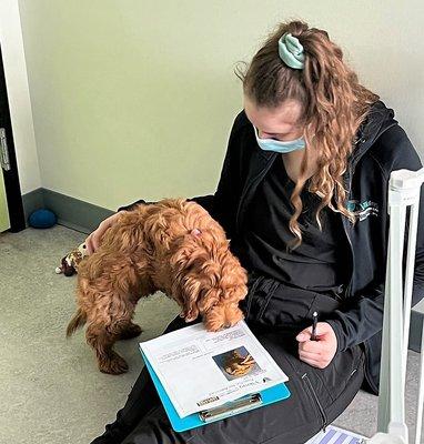 Viking Veterinary Care